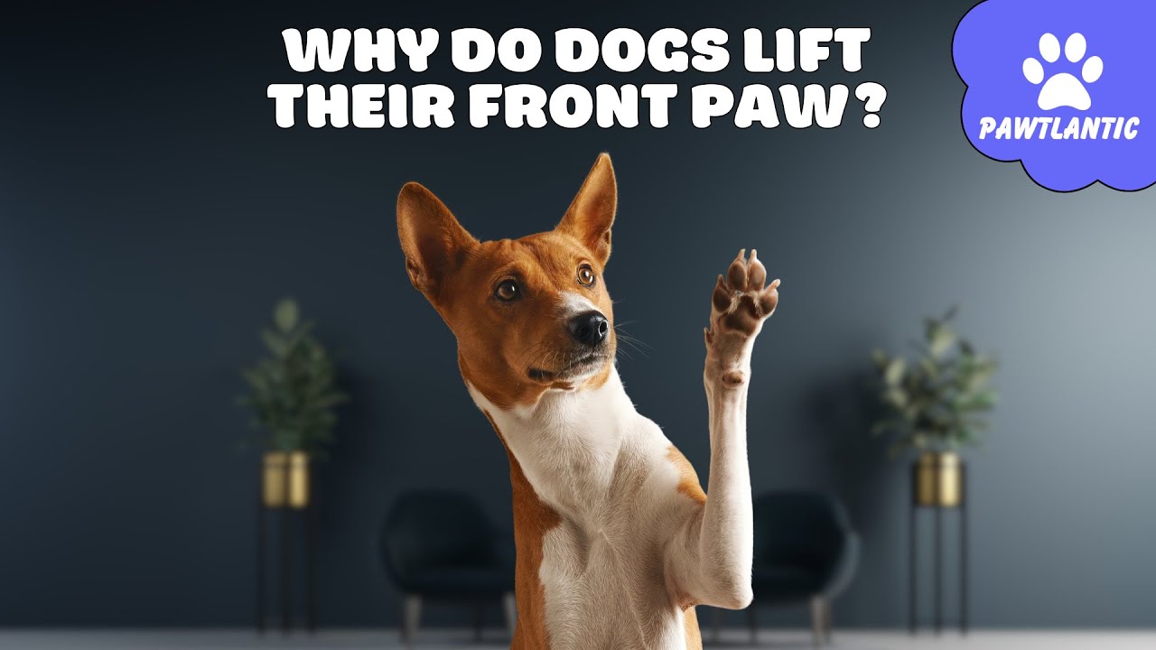 Why Do Dogs Lift Their Front Paw? Dog Facts YouTube
