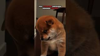 stylix.pet | Link in Bio — bro changed after discovering designer clothes 😭