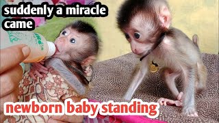Miracle came,a newborn baby monkey suddenly stood up and raised his body,after drinking carrot juice