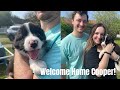 BRINGING HOME OUR NEW BORDER COLLIE PUPPY | PUPPY MEETS CATS の動画、YouTube動画。