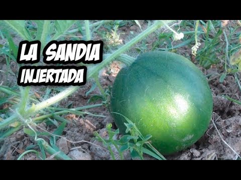 Video: Black Diamond Yellow Flesh Melon: cultivo de plantas de sandía Black Diamond de carne amarilla