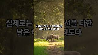 2024년 5월 31일 양띠 운세 #오늘의운세 #띠별운세 #양띠
