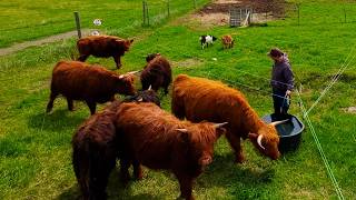 My Heifers Saw Grass for the First Time in 6 Months