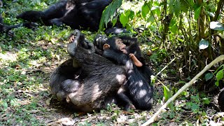 Why Play Is Crucial for Young Chimpanzees