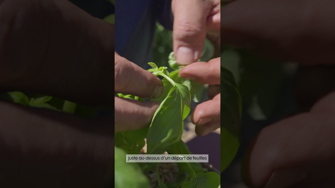 Comment garder mon basilic en vie ? - Truffaut