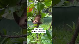 Baby Sloth Makes Cute Noises 🥺❤️