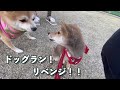 ビビリ犬が公園リベンジしたら…まさかの展開に！？