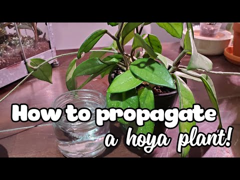 How To Propagate A Hoya! | Water Propagation Method