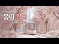 벚꽃 플레이리스트 논스톱 4시간 연속재생 Cherry Blossom Spring Playlist Springplaylist 벚꽃플레이리스트 