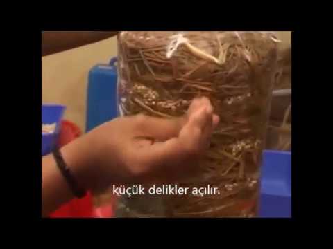 Video: Kompost Yığını: Olgunlaşma Nasıl Hızlandırılır? Kendin Nasıl Yapılır? Şema Ve üretim Seçenekleri, Yığın Aygıtı. Elma Koyabilir Miyim?