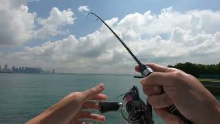 BIG Pelagic on Light Game Ajing St . John Island Singapore #fishing  #Daiwa #Lightgame #ajing