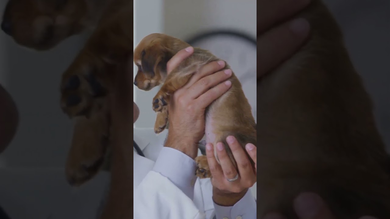 🛑STOP🛑 NEW PUPPY PARENTS WATCH THIS VIDEO 