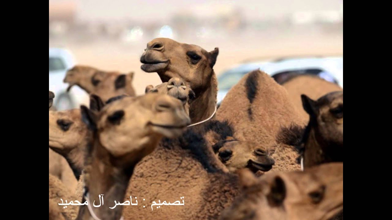 شيلة : خيّل الهدلا || أداء : محمد النجم