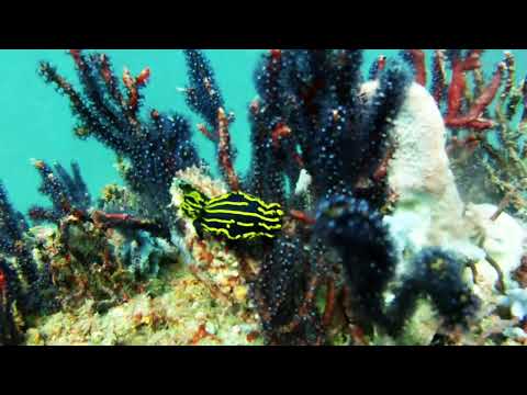 Nudibranch June 2014 Wilmington