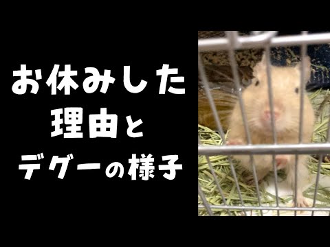 【囁きASMR】お久しぶりです！自分の近況報告とデグーの様子について