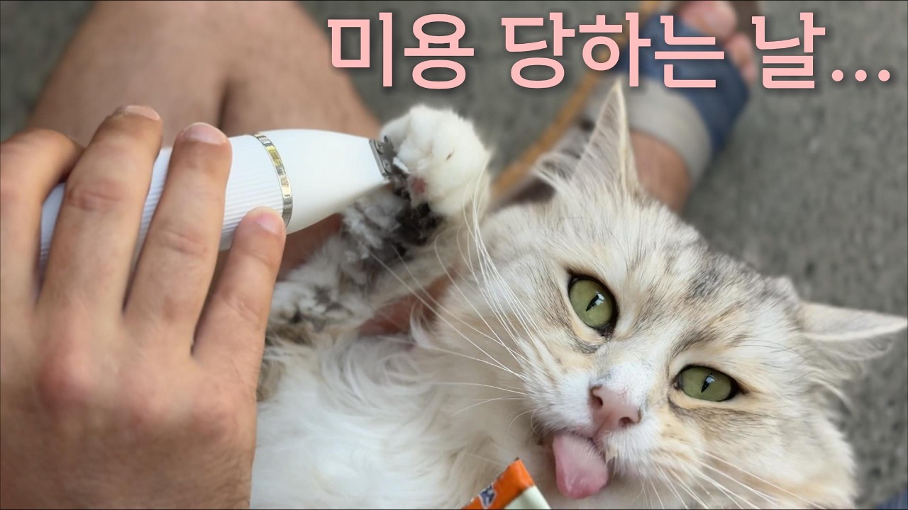 Weekend as Coco’s Beautician 🐾 | An Aussie Cat Mom’s Vlog