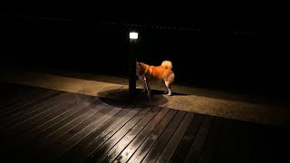 ちっちゃい生き物専用の街灯を見つける柴犬
