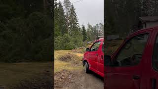 This is the very large pine tree we cut it down.🌳🔥It’s a 100yrs old.#pinetree #pinewoods #norway