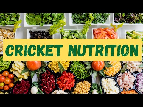 Cricket Nutrition: Increase Performance With Diet | Cricket Victoria's ... - Cricket Nutrition For Reproduction