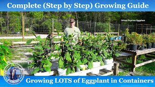 How to Grow LOTS of Eggplant in Containers | Complete Growing Guide to Eggplant