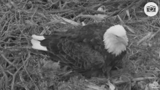 Decorah North Nest-Mom North Lay's Her 1st Egg,Congrats M\&D N 2\/19\/17