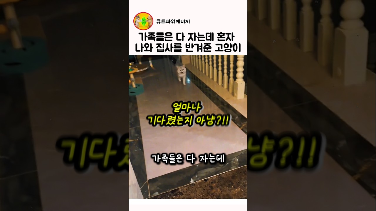 가족들 다 자는데 혼자 나와 집사를 반겨준 고양이