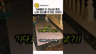 가족들 다 자는데 혼자 나와 집사를 반겨준 고양이