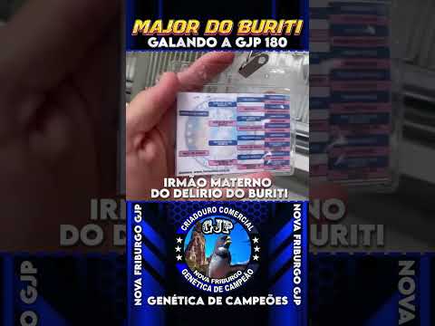Major do buriti (Upper JJ do buriti x Maju do buriti) galando a GJP 180 (Cerolzinho x Duda GJP).