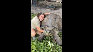 Meet The Giant 106 Year Old Tortoise🤯