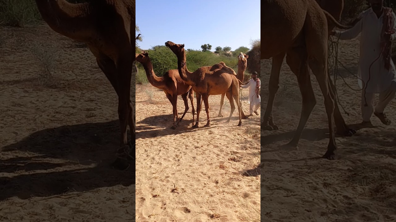 Camelhair baby onwer healp camel farm ground