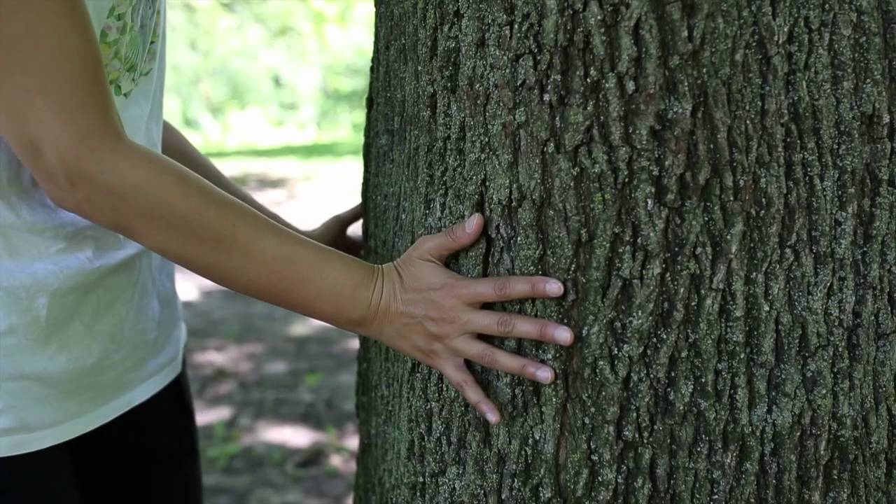 The Moves: Toppling Tree - YouTube