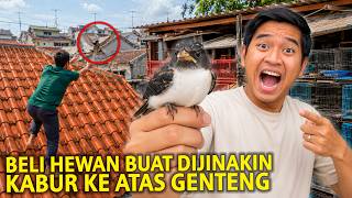 BELI HEWAN BUAT DIJINAKIN MALAH KABUR KE ATAS GENTENG! APAKAH BAKALAN BALIK LAGI?!