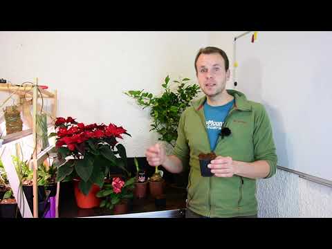 Video: Keine Blumen am Litschibaum - Was tun, wenn Litschibäume nicht blühen?