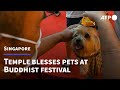 Singapore temple offers pet blessings for buddhist festival  afp