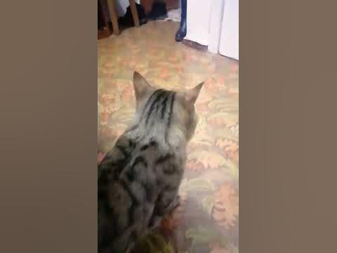 кота пес - YouTube