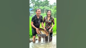 heavy rain catches fish in the rice fields #rain #rainoundforsleep #raininap #asmr #shortvideo