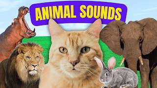 Suara Kucing, Kelinci, Gajah, Singa Untuk Anak-Anak Suara Hewan Lucu Cute Animal Sound For Kids