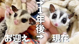 [One year after welcoming you] Here is the current state of the menacing baby sugar glider lol