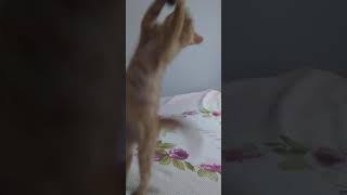 Annesiyle Oyun Oynayan Simba