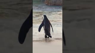 Top Amazing Facts About Animals in hindi #facts #shorts