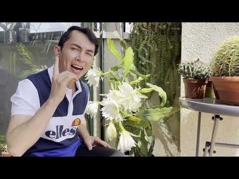 Video: Cuidando los Eipiphyllums - Cómo cultivar plantas de cactus Epiphyllum