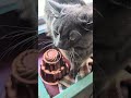 Cat cries to get out #funny #cutecat #cuteanimal #cat #funnycat #cute #funnycatvideos