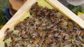 IEBA Week 2, Hive Inspection 2024