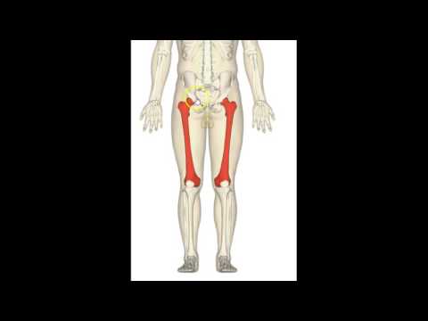 Video: Splenius-lihasten Alkuperä, Anatomia Ja Toiminta - Vartalokartat