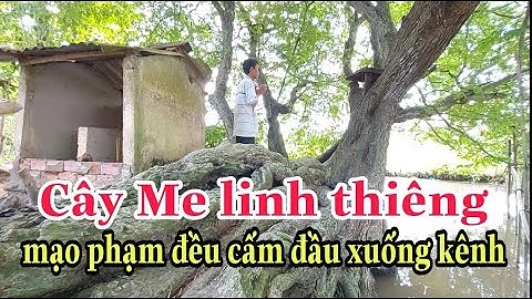 Nghe lạnh người "Cây me cổ linh ứng" xuất hiện nhiều điều kỳ lạ