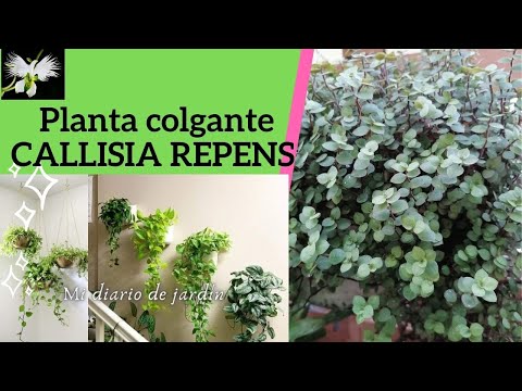 Video: Callisia Agraciada Y Otras Callisias, Creciendo En Casa