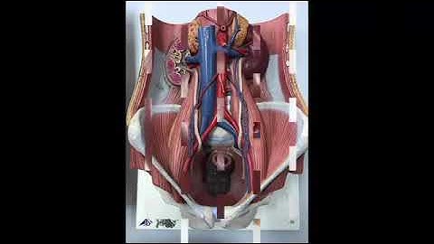 Thực hành GIẢI PHẪU HỆ TIẾT NIỆU - VATM | Cách học hiệu quả nhất