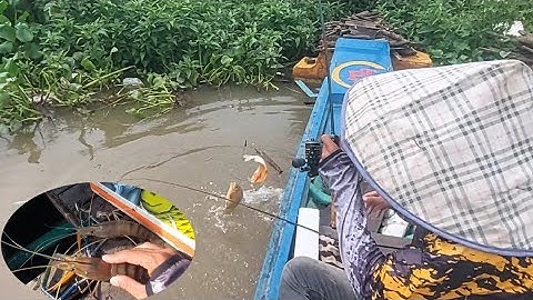 Lại trúng mánh bầy tôm càn kéo quá đã #tsonvlog #fishing #soncautom