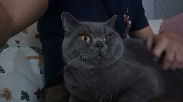 Video 6736101: british shorthair cat purring, beautiful british shorthair cat, british shorthair cute cat, cats catlover cute