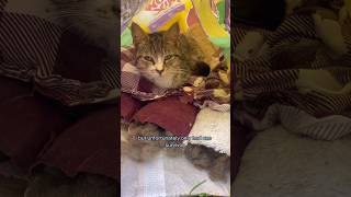 How many cats are there?! (a TNR  mission with bonus kittens) | fortheloveofkittenrescue